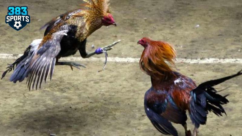 Cập nhật bảng kèo và cá độ nhận thưởng