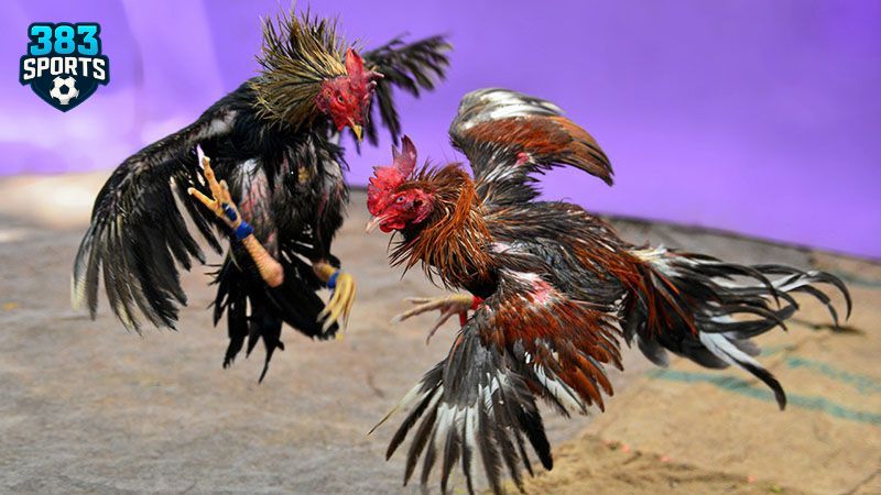 Người chơi theo dõi trận đấu một cách dễ dàng