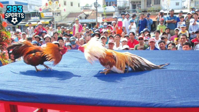 Thông tin về đá gà tại 383sports